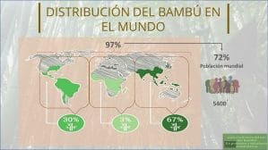 Distribución del bambú